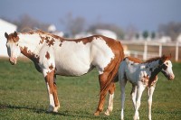 Американский Пэйнтхорс Американский Пэйнтхорс